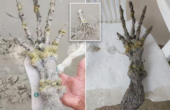 Bony hand found on beach sparks fears it belongs to an alien