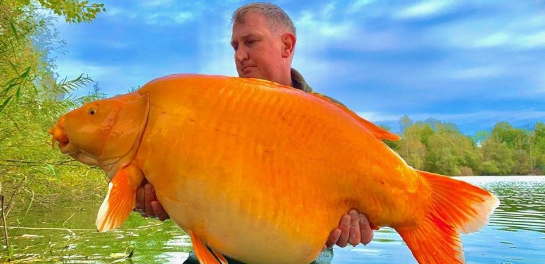 Brit angler caught one of ‘world’s largest goldfish’ after 25 minute battle