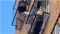Cheeky cockatoo causes chaos on Melbourne CBD street