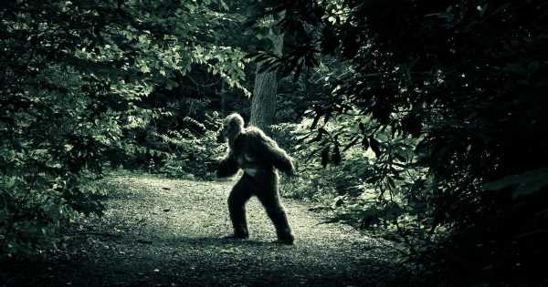 Elusive Bigfoot rarely sighted as they are ‘scared of people,’ expert claims