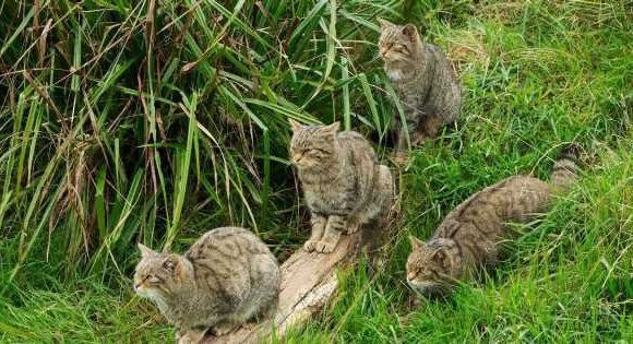 Farmers fear ‘Devon Tiger’ wildcats returning to UK will massacre live stock