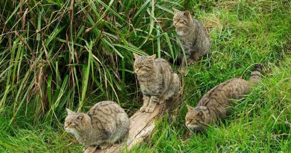 Farmers fear ‘Devon Tiger’ wildcats returning to UK will massacre live stock