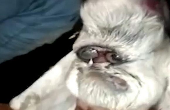 Goat born with ‘human face’ looks like it has glasses and resembles Santa Claus