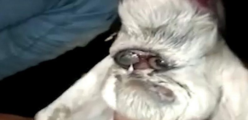 Goat born with ‘human face’ looks like it has glasses and resembles Santa Claus