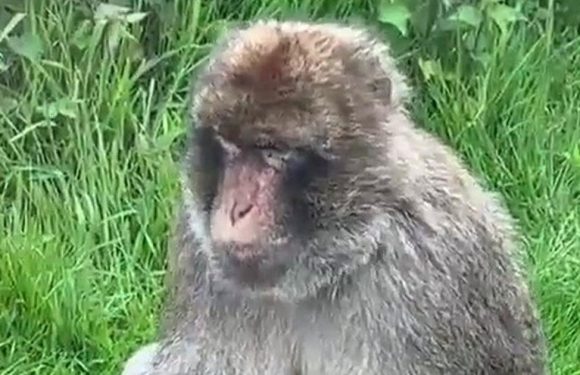 Horny monkey performs solo sex act in front of kids and parents on Brit safari