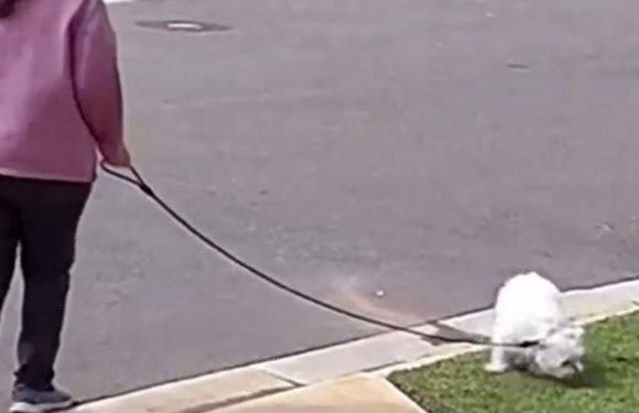 Man ‘mails’ dog poo to neighbour after seeing her pet leaving droppings on lawn