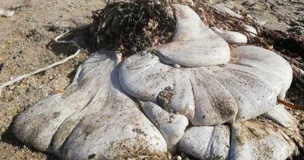 Massive faceless blob ‘creature’ found on beach leaves experts confused