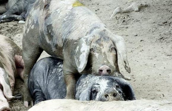 Pig aggression reduced when a bystander pig steps in, study finds