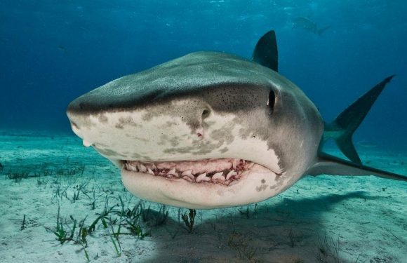 Scientists are strapping cameras onto tiger sharks to map hidden parts of ocean