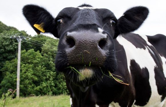 Scientists feed cows cannabis – leaving them with red eyes and weed-infused milk