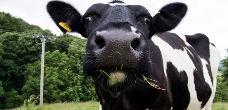 Scientists feed cows cannabis – leaving them with red eyes and weed-infused milk