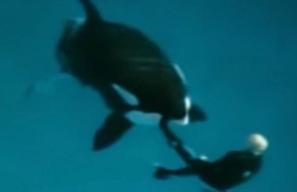 SeaWorld trainer dragged to depths as he escapes terrifying killer whale attack