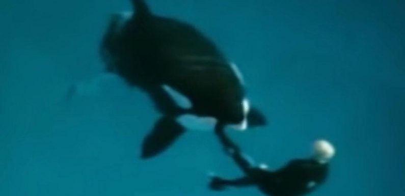 SeaWorld trainer dragged to depths as he escapes terrifying killer whale attack