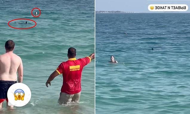Shark circles terrified swimmers off Dubai beach
