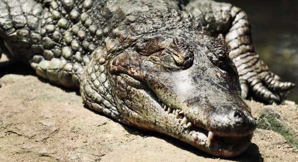 Terrified family tackle 8ft croc as it strolls into house while they’re sleeping
