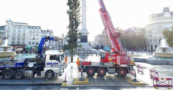 Trafalgar Square tree mocked as Britons compare Christmas horror to ‘smear test’