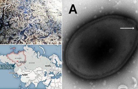 Virus frozen in the Siberian permafrost for 48,500 YEARS is revived