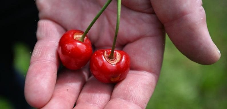 Why this year’s Christmas cherries could be pricier … and not so sweet