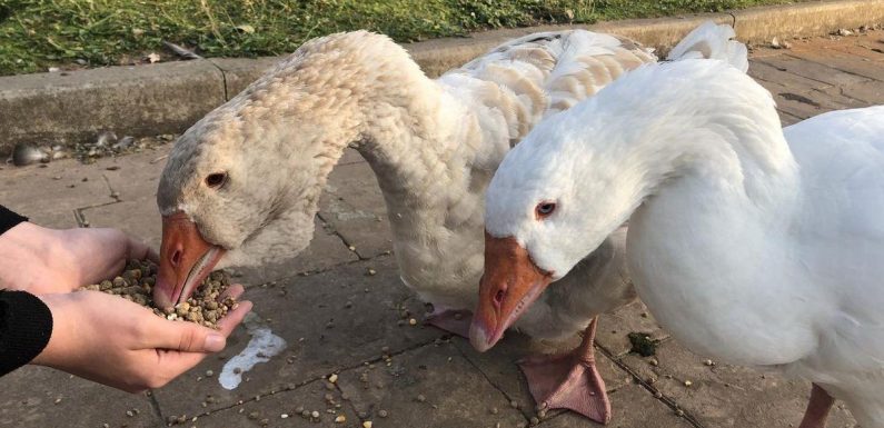 Beloved goose ‘dies of broken heart’ after her ‘soulmate’ froze to death on lake