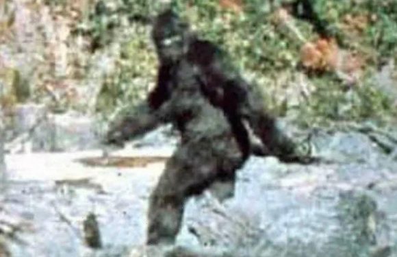 Bigfoot corpses aren’t found as sasquatches are ‘cannibals’ who eat own dead