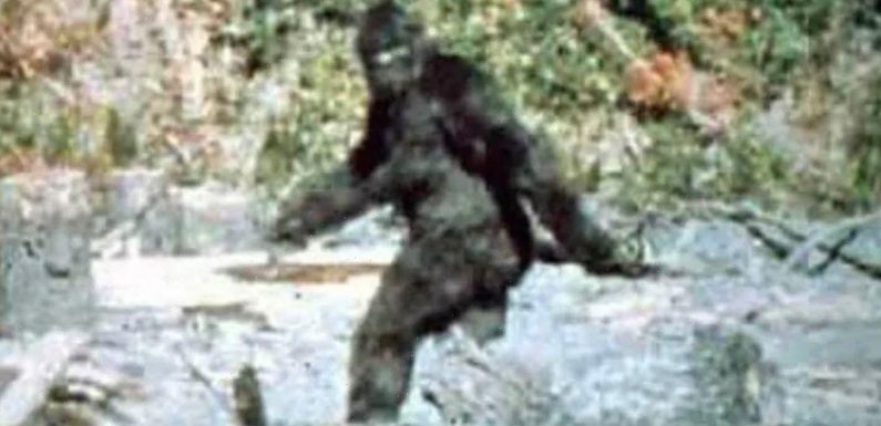 Bigfoot corpses aren’t found as sasquatches are ‘cannibals’ who eat own dead
