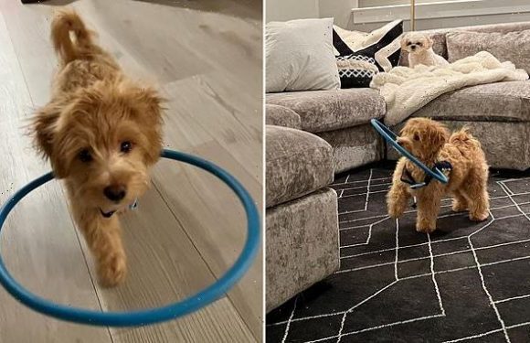 Blind dog saved from puppy farm and euthanasia with a hula hoop halo