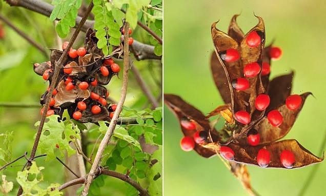 Boy, 5, dies after eating TOXIC rosary pea seeds containing abrin