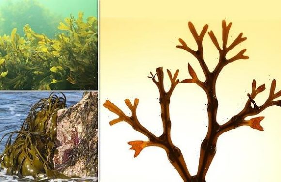 Brown algae stores atmospheric carbon in slime for thousands of years