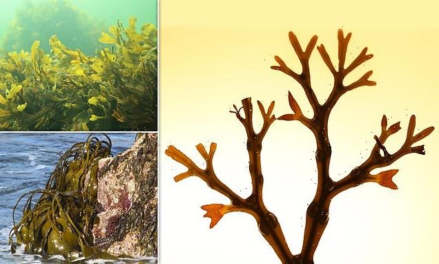 Brown algae stores atmospheric carbon in slime for thousands of years