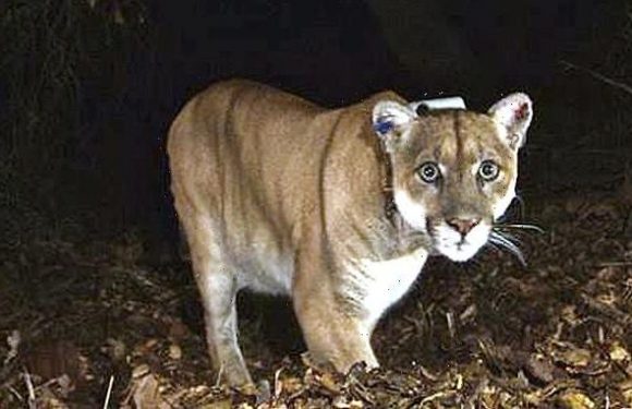 California mountain lion that's killed two dogs needs to be captured