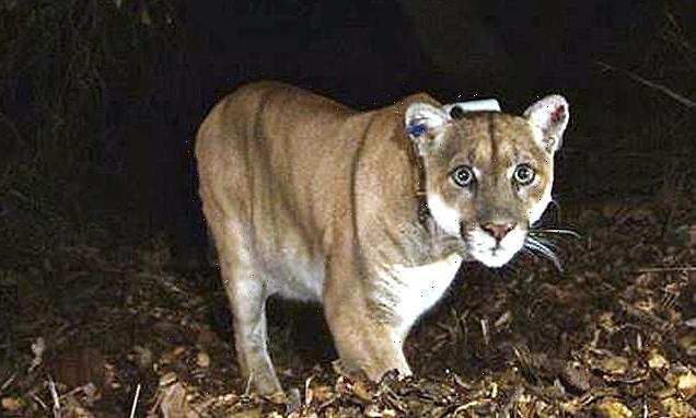 California mountain lion that's killed two dogs needs to be captured