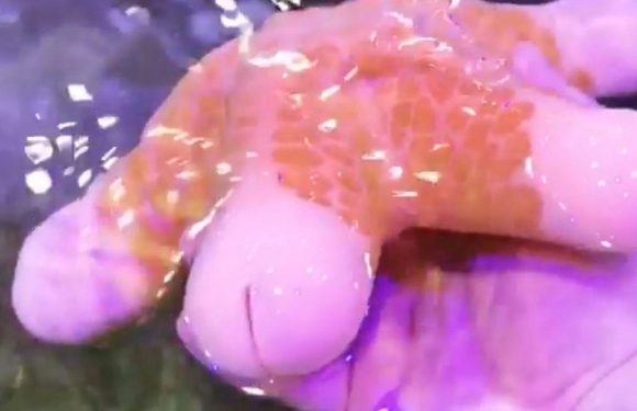 Creepy sea creature with five re-growable ‘penis’ heads has people in hysterics