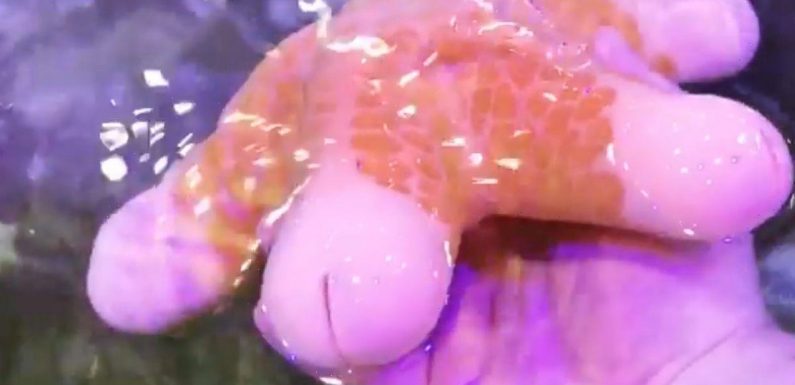 Creepy sea creature with five re-growable ‘penis’ heads has people in hysterics