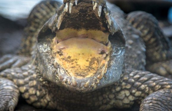 Critically endangered crocodile electrocuted to death after chewing on zoo wires