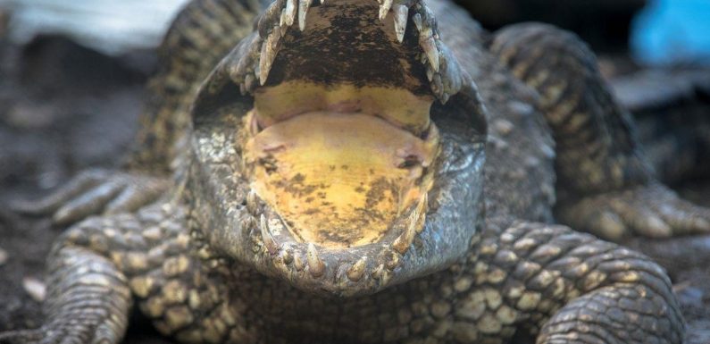 Critically endangered crocodile electrocuted to death after chewing on zoo wires