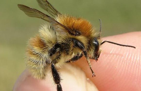 Endangered bumblebee has been seen for the first time in 44 years