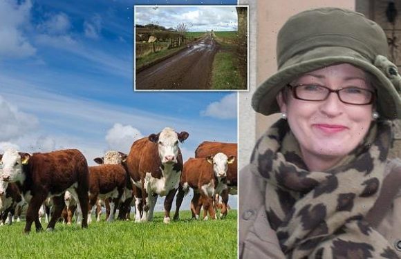 Farming firm face trial after teacher trampled to death by a cow