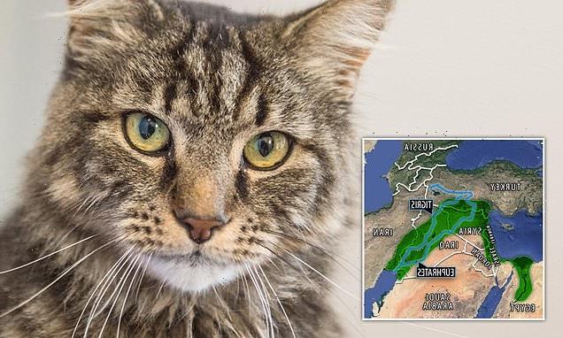 First domesticated cats traced back 12,000 years ago, study finds