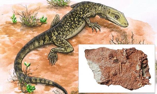 Fossil in storage cupboard shifts modern lizard's origin by 35M years