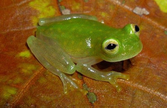 Glassfrog ‘disappearing act’ achieved by hiding blood cells in liver