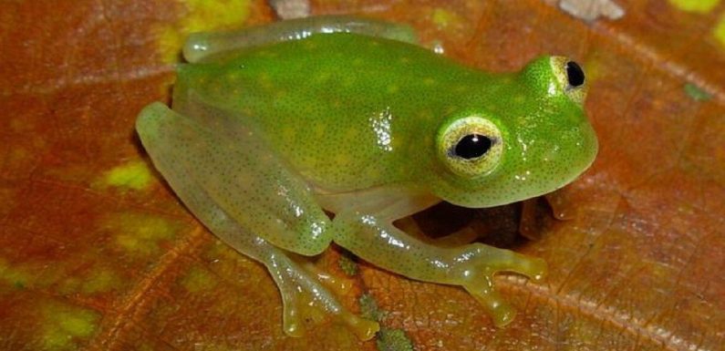 Glassfrog ‘disappearing act’ achieved by hiding blood cells in liver