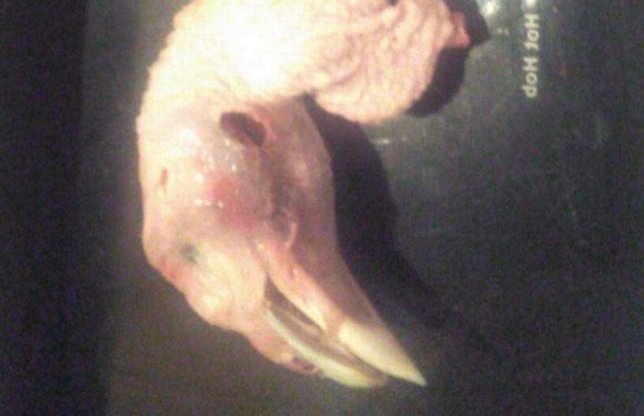Horrific demon turkey head found in Tesco bird ruins family’s Christmas