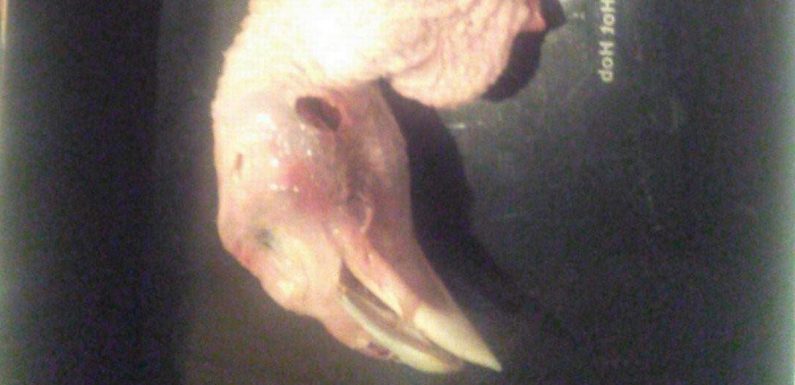 Horrific demon turkey head found in Tesco bird ruins family’s Christmas