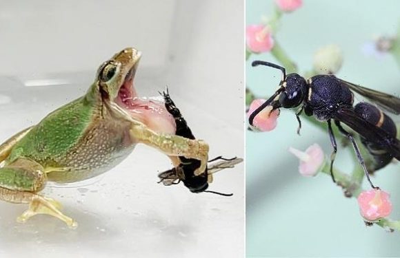 Male wasps use sharp spines on their GENITALS to attack tree frogs
