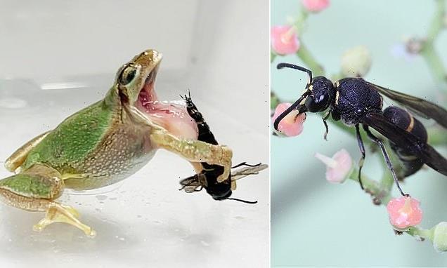 Male wasps use sharp spines on their GENITALS to attack tree frogs