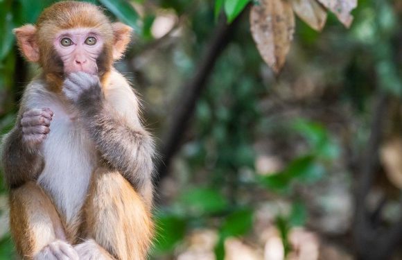 Mischievous monkey steals bag filled with £1,200 in cash and throws it off cliff