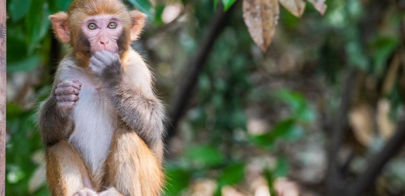 Mischievous monkey steals bag filled with £1,200 in cash and throws it off cliff