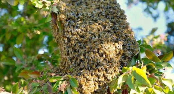 South African man stung to death by angry bee swarm he thought were ancestors