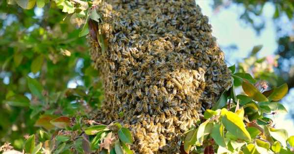 South African man stung to death by angry bee swarm he thought were ancestors
