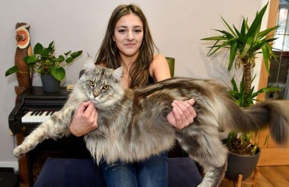 This one-metre-long family cat is bigger than some dogs